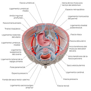 Superior view of the female pelvis: Fascias and ligaments (Spanish)
