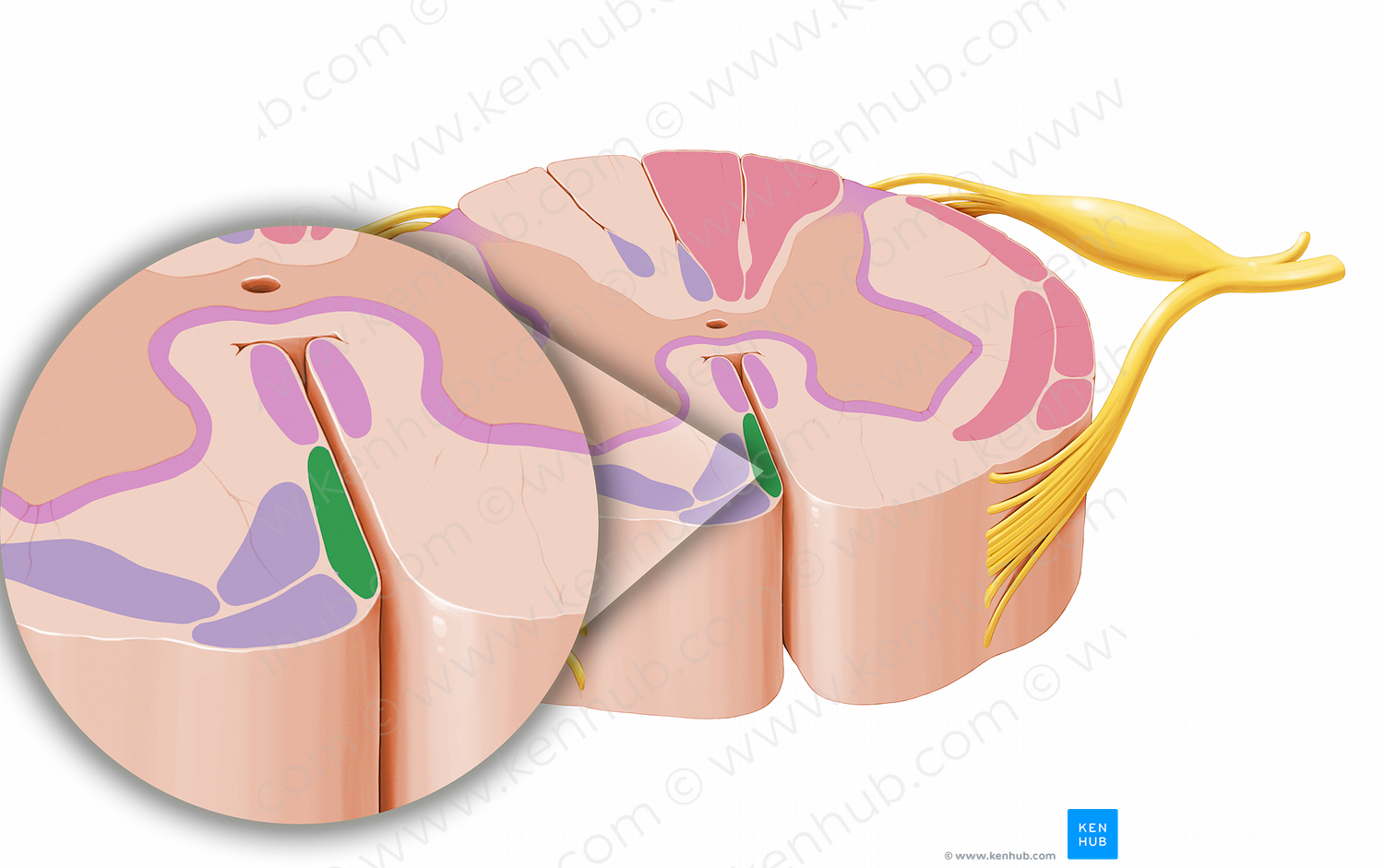 Anterior corticospinal tract (#12023)