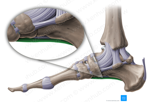 Long plantar ligament (#11241)