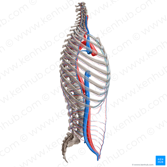 Internal thoracic artery (#16374)