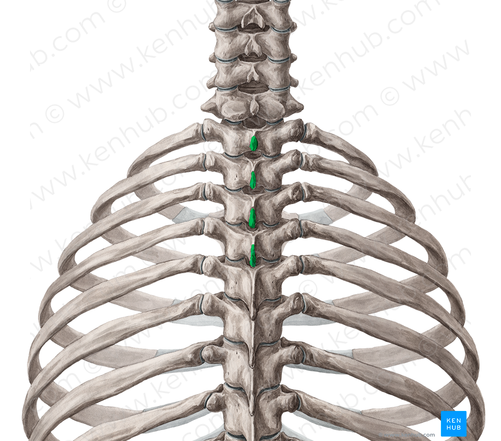 Spinous processes of vertebrae T1-T4 (#8269)
