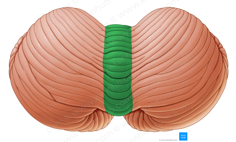 Vermis of cerebellum (#10737)