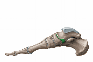 Talonavicular joint (#11249)