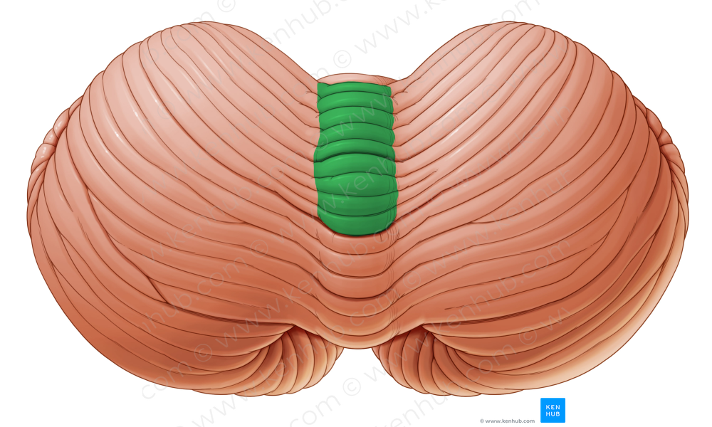 Culmen (#3169)