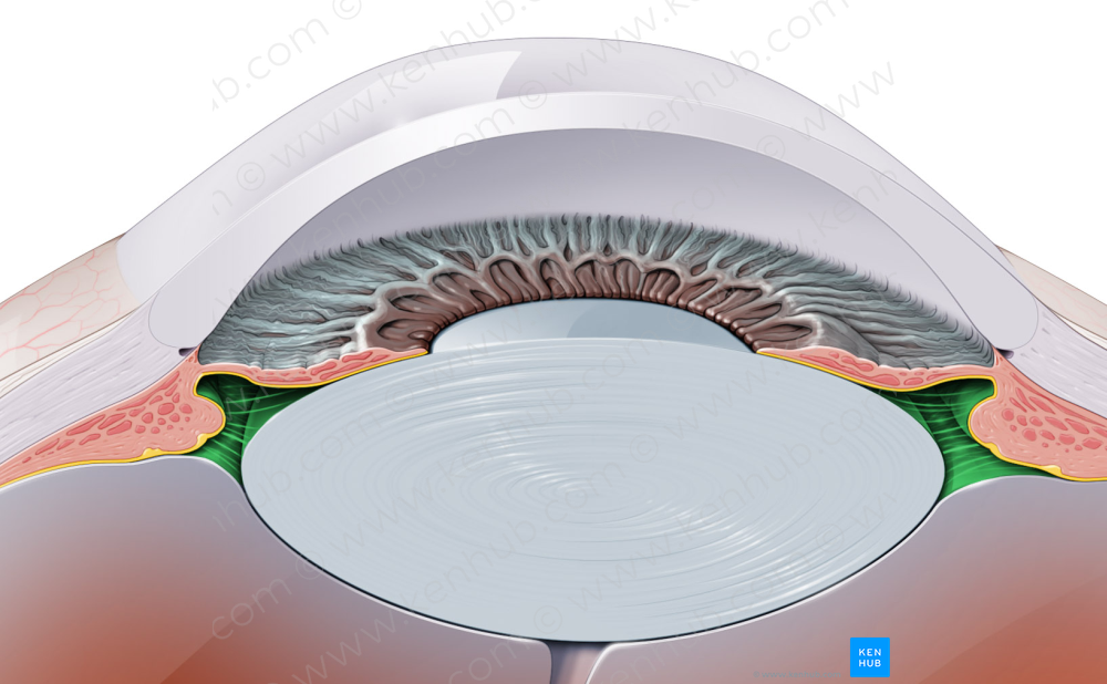 Posterior chamber of eyeball (#2300)