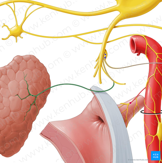 Parotid branch of auriculotemporal nerve (#8020)