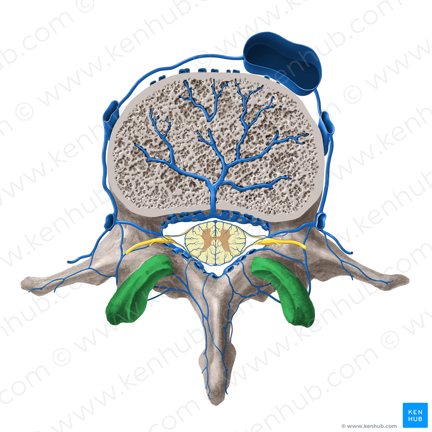 Superior articular process of vertebra (#8173)