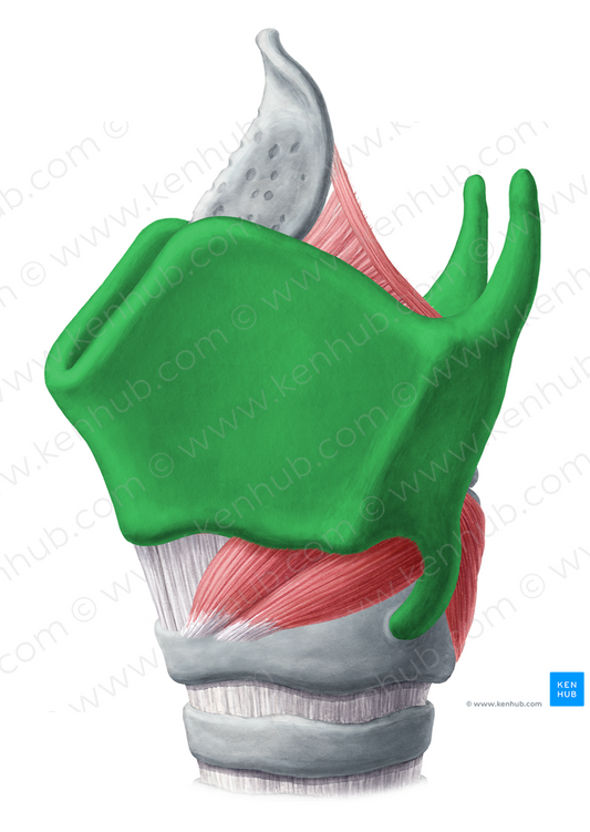 Thyroid cartilage (#2509)