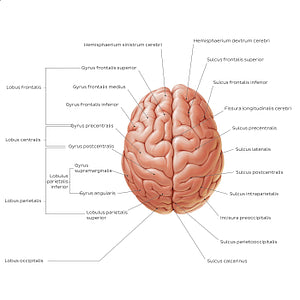 Superior view of the brain (Latin)