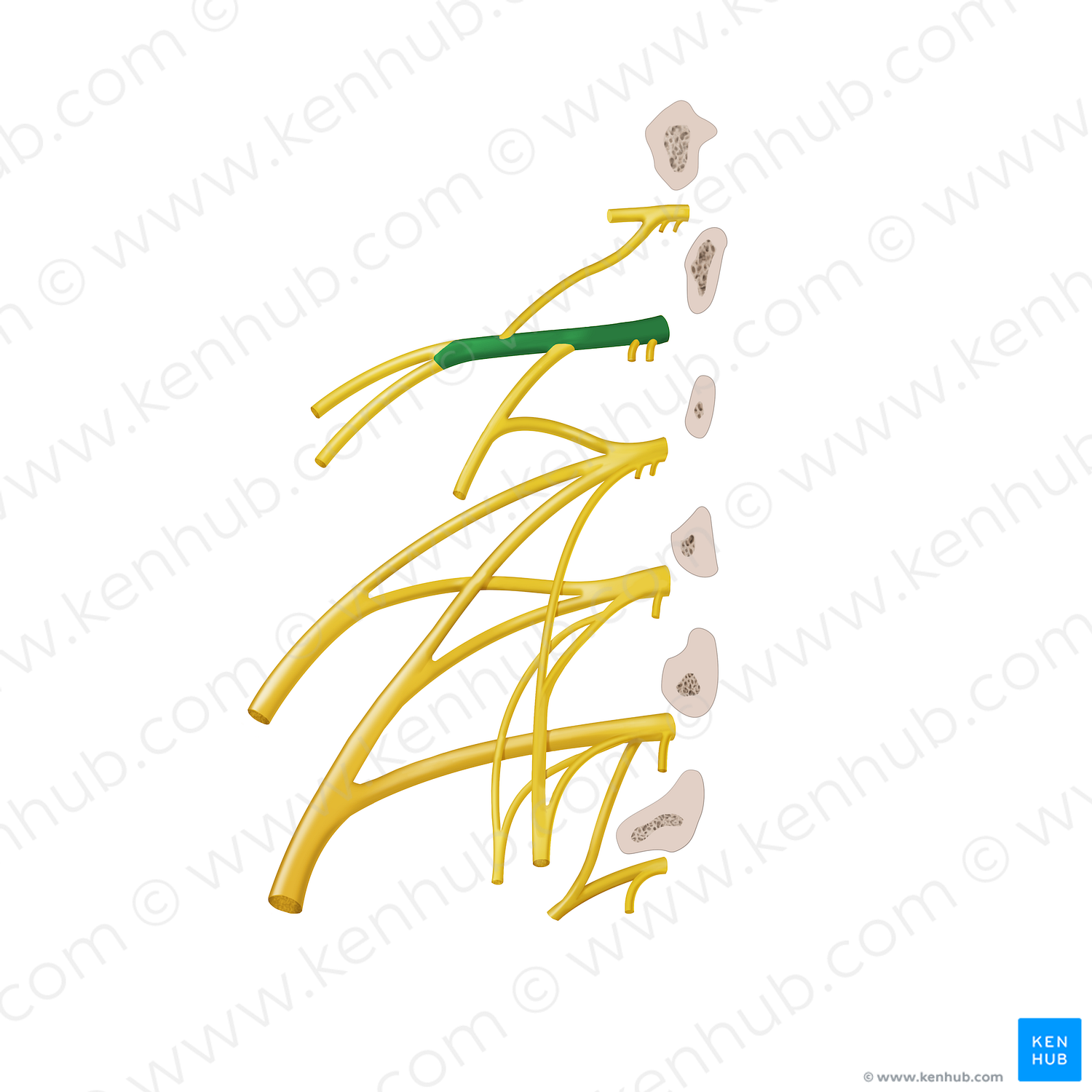 Anterior ramus of spinal nerve L1 (#12876)