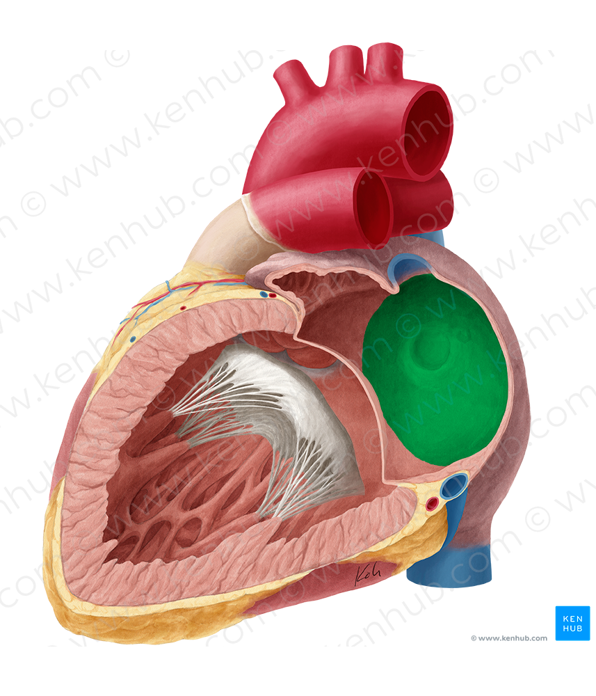 Interatrial septum (#8981)