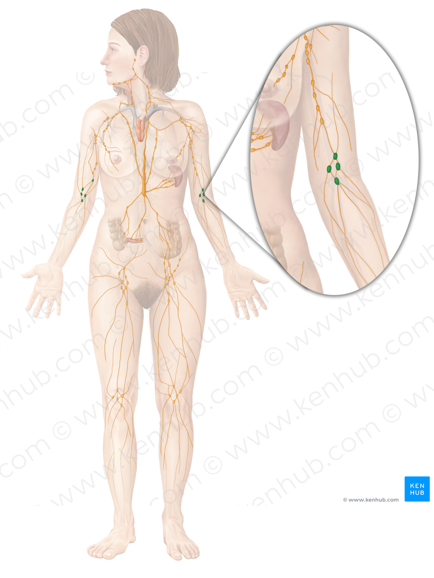 Cubital lymph nodes (#6995)