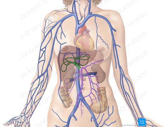 Hepatic portal vein (#10477)