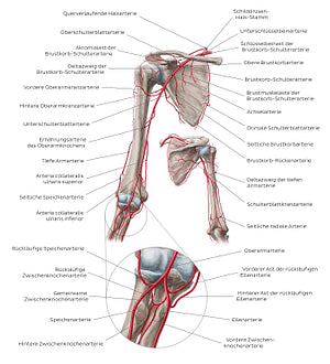 Brachial artery and its branches (German)