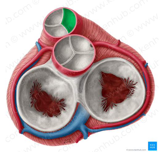 Right semilunar leaflet of pulmonary valve (#9921)