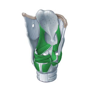 Laryngeal muscles (#20085)