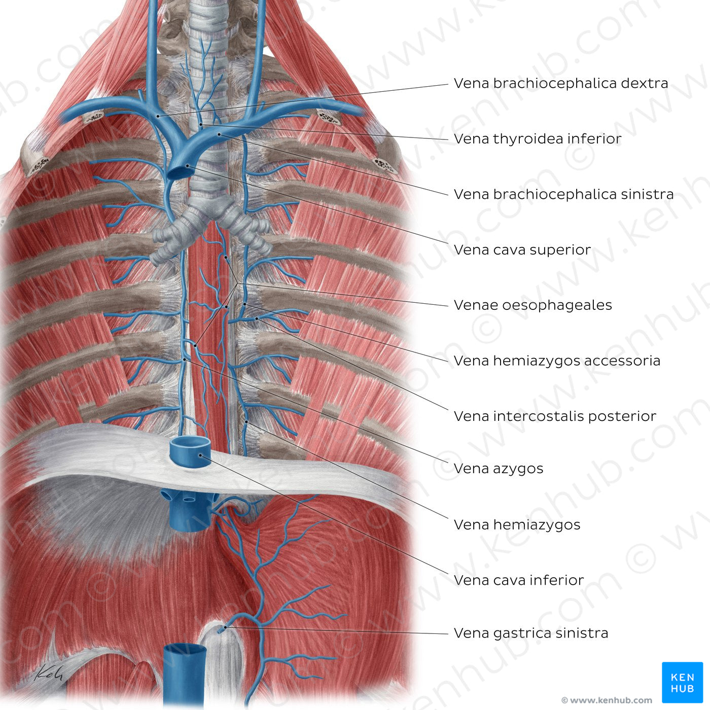 Veins of the posterior thoracic wall (Latin)