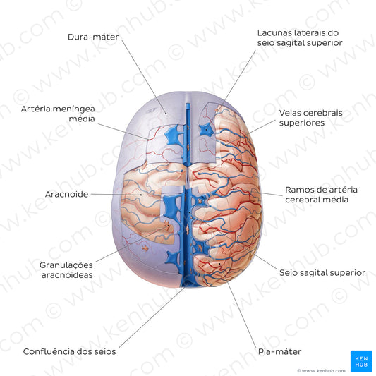 Meninges of the brain (superior view) (Portuguese)