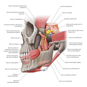 Mandibular nerve (Spanish)