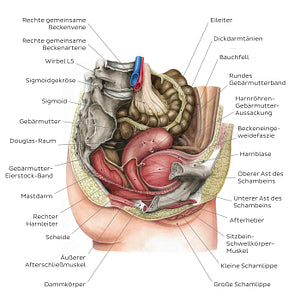 Female pelvic viscera and perineum (German)