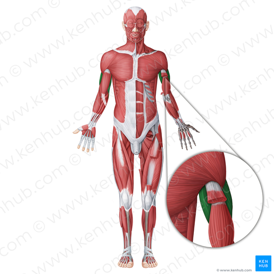 Posterior (extensor) muscles of arm (#20050)