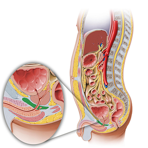 Urogenital diaphragm (#3265)