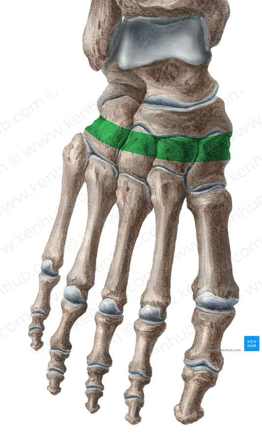 Transverse arch of foot (#551)