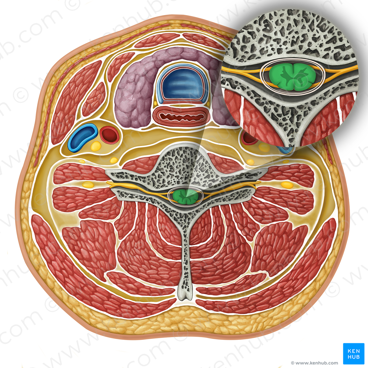 Spinal cord (#17325)