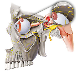 Anterior ethmoidal nerve (#6395)