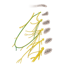 Sternohyoid branch of ansa cervicalis (#20543)