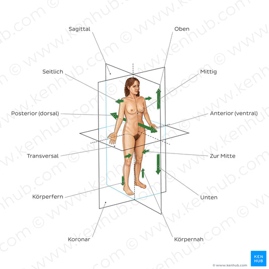 Directional terms and body planes (German)