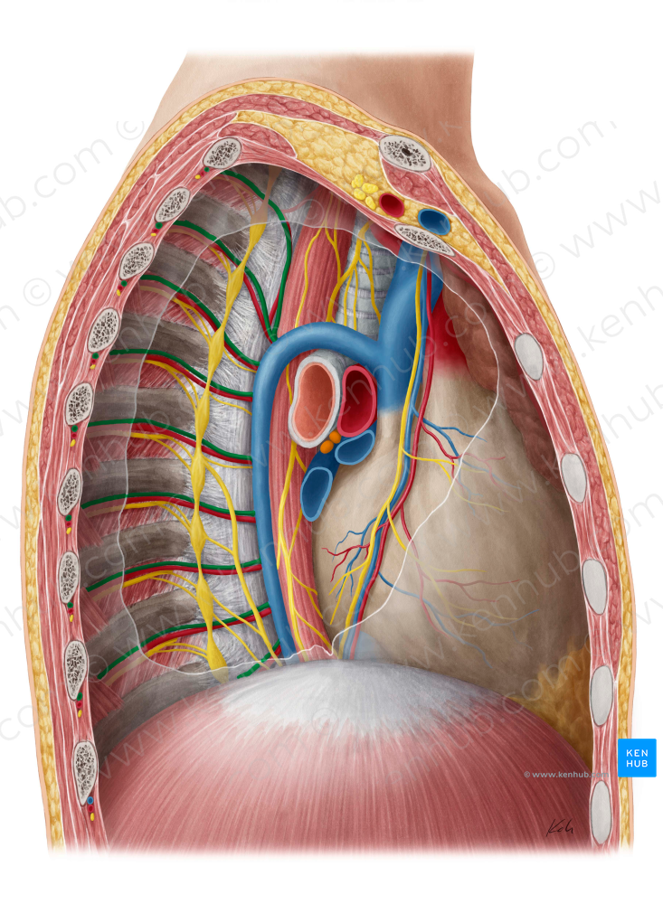 Posterior intercostal vein (#10160)