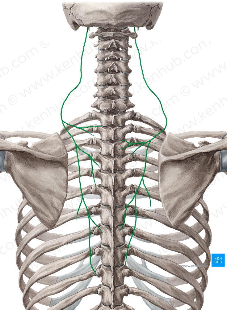 Accessory nerve (#6297)