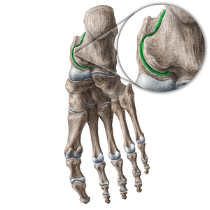 Subtalar joint (#21305)