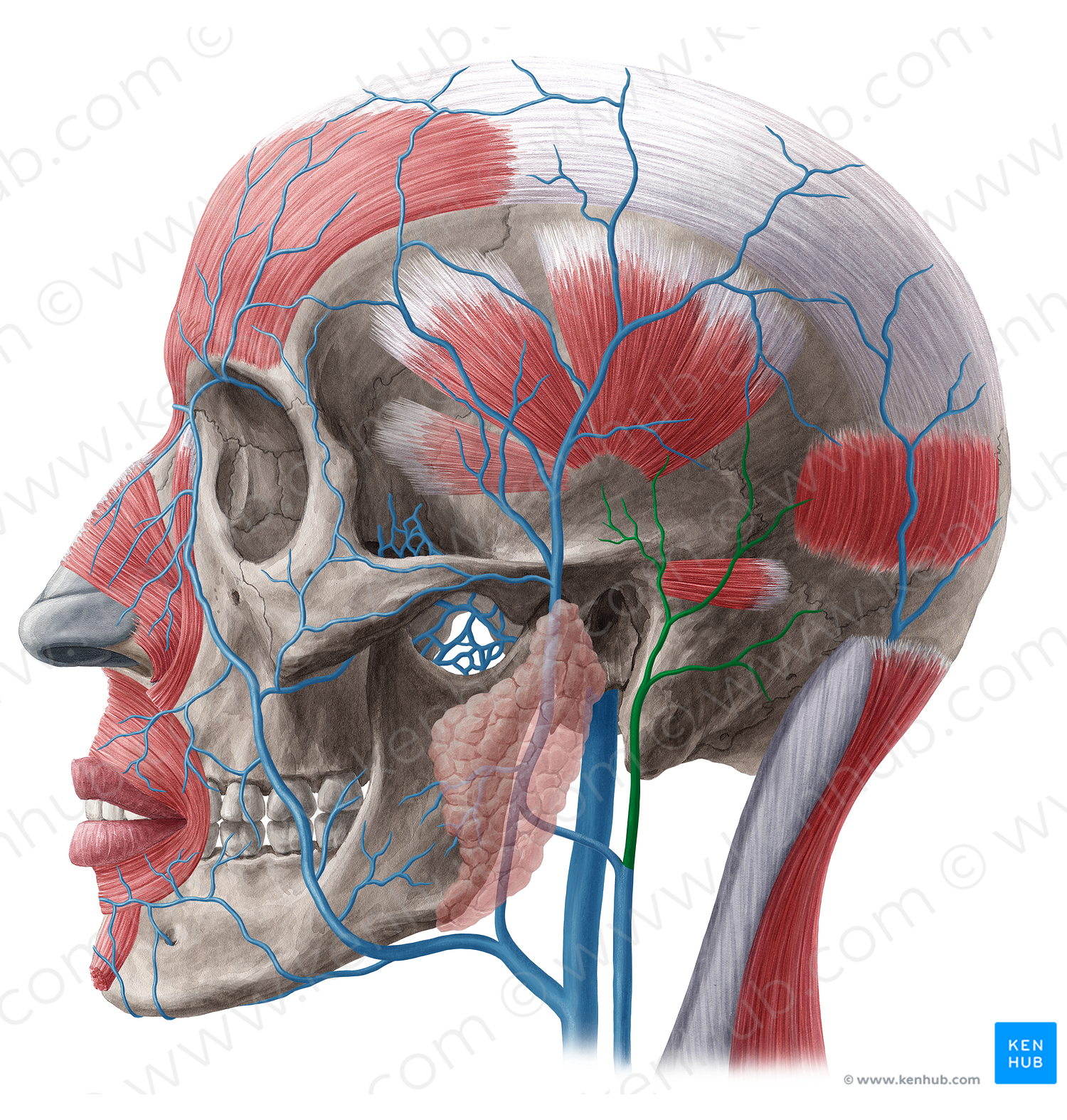 Posterior auricular vein (#9959)