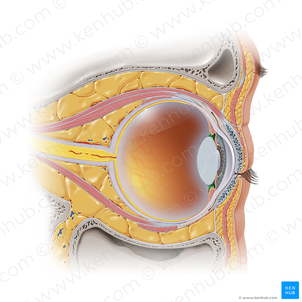 Posterior chamber of eyeball (#2301)