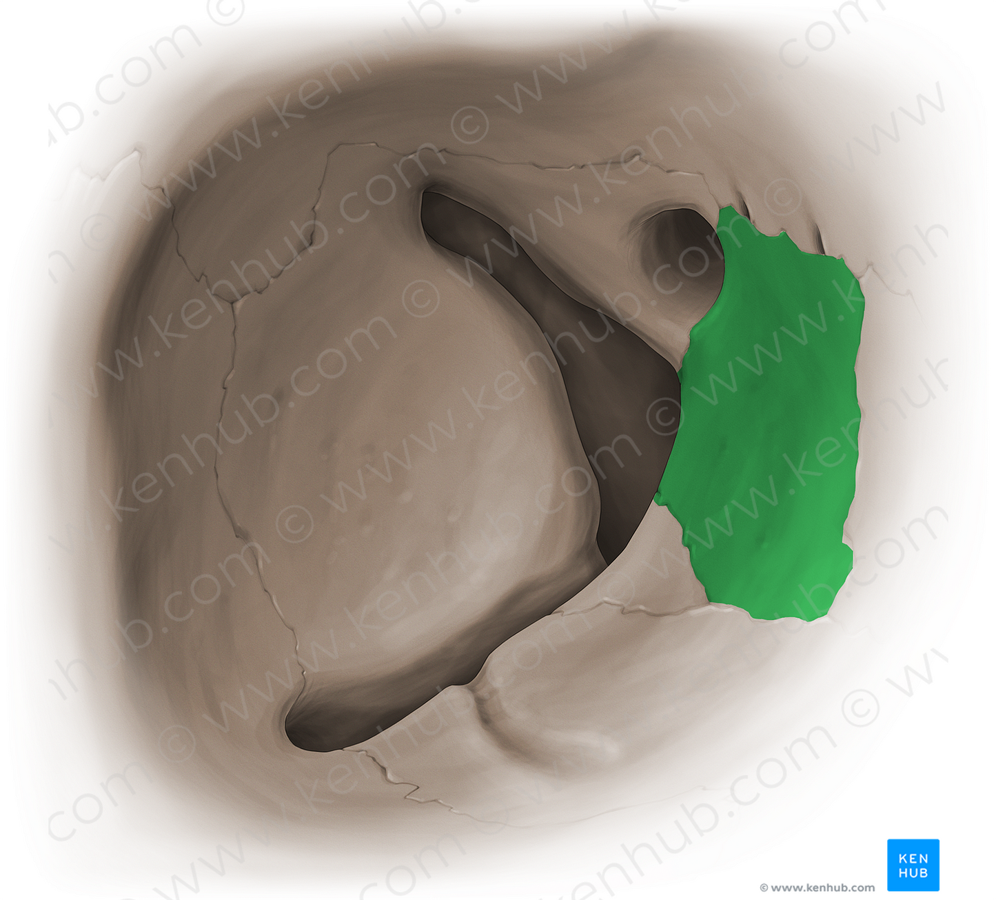 Orbital plate of ethmoid bone (#16079)