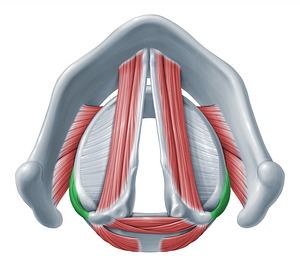 Lateral cricoarytenoid muscle (#18314)