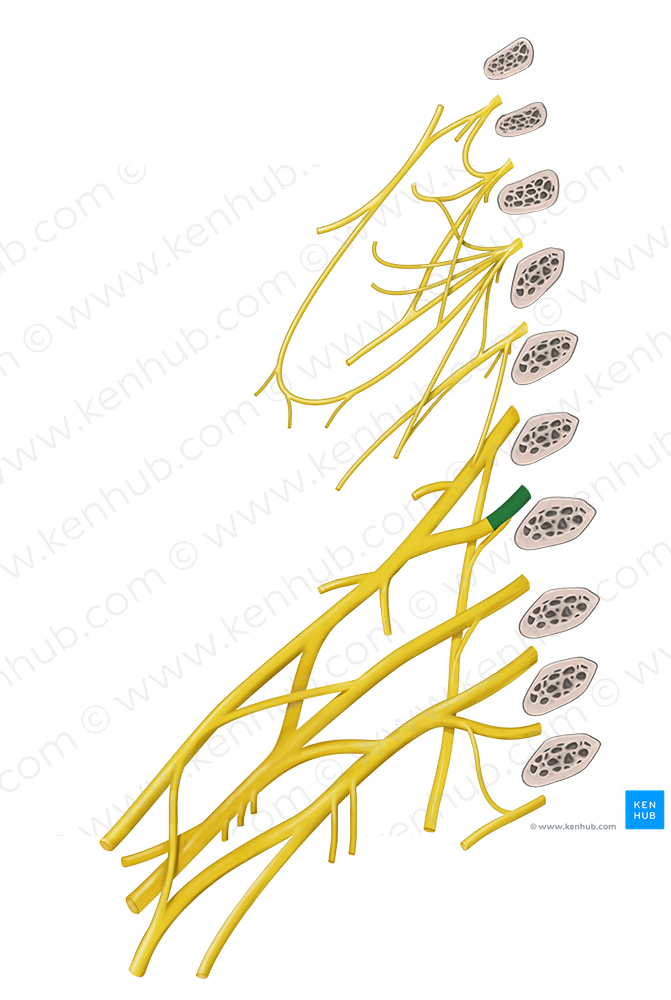 Spinal nerve C6 (#6745) – Kenhub Image License Store