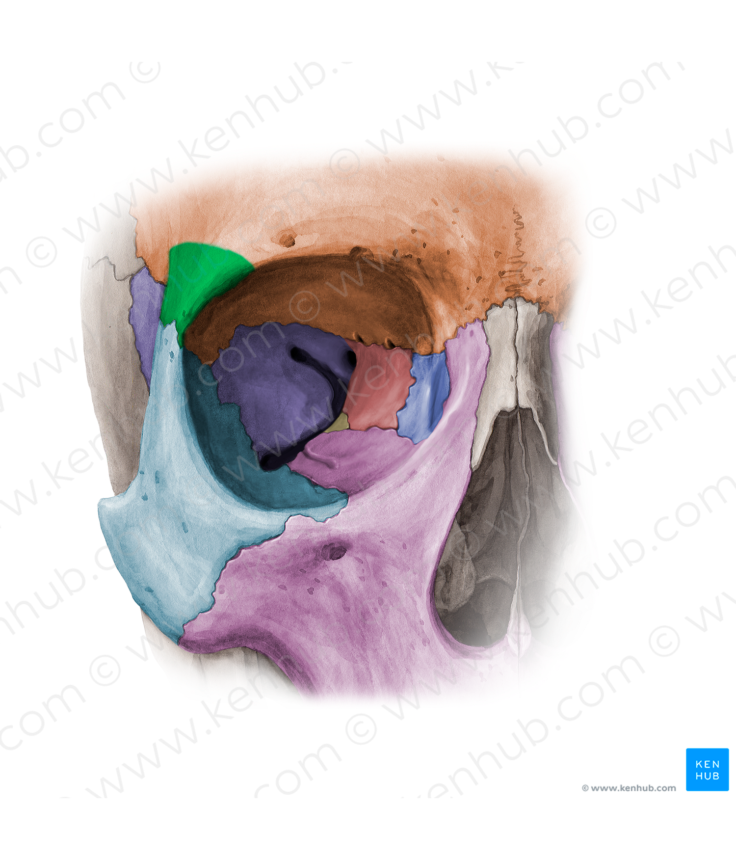 Zygomatic process of frontal bone (#11375)