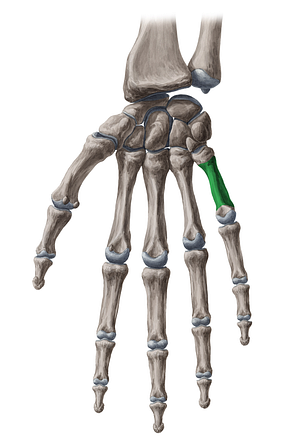 Body of 5th metacarpal bone (#2980)