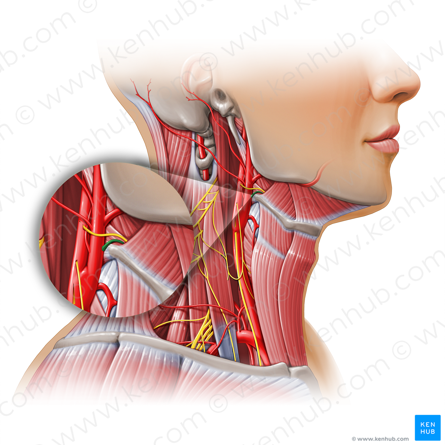 Lingual artery (#11138)