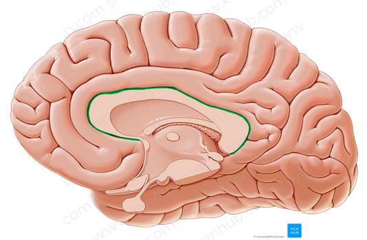 Sulcus of corpus callosum (#9255)