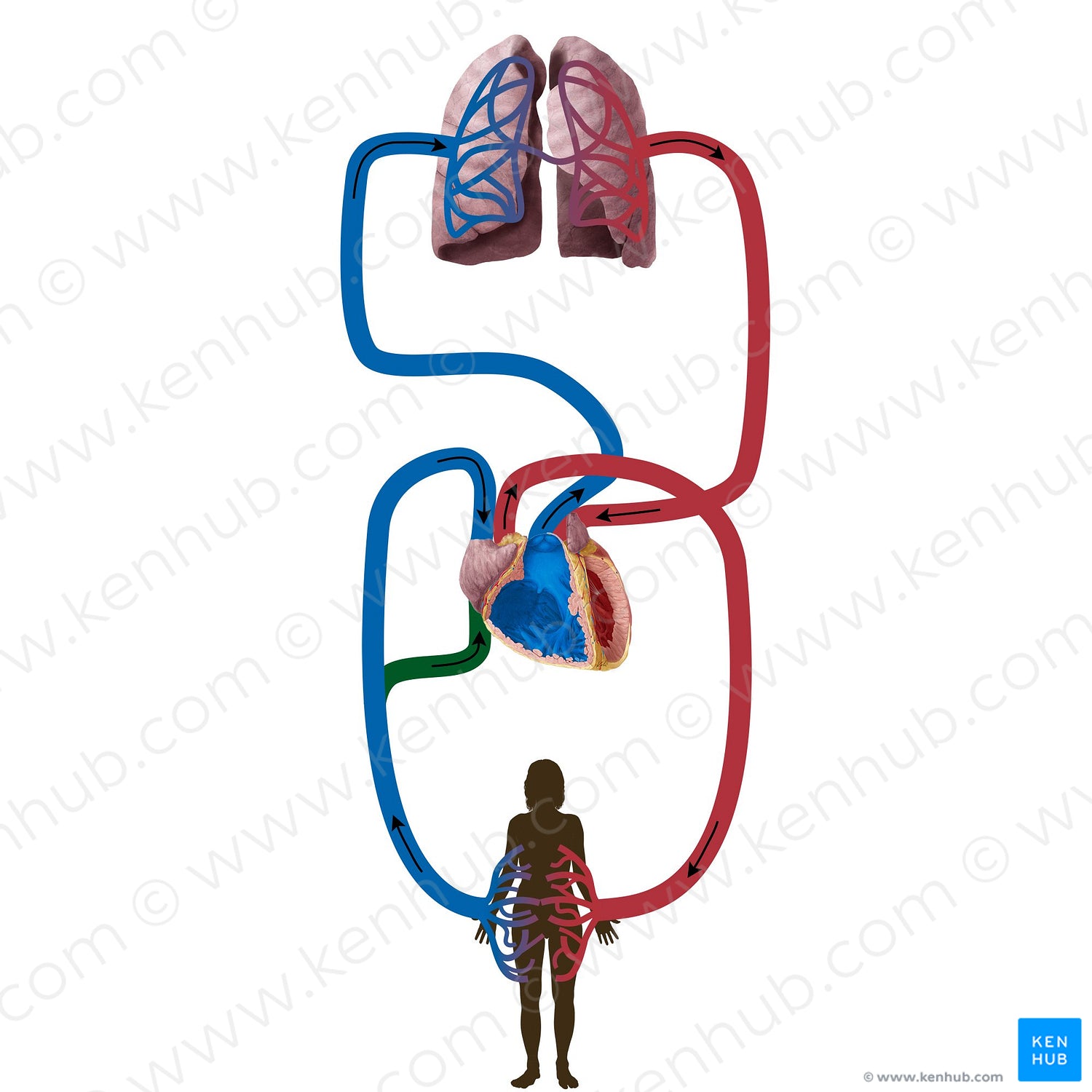 Inferior vena cava (#19830)