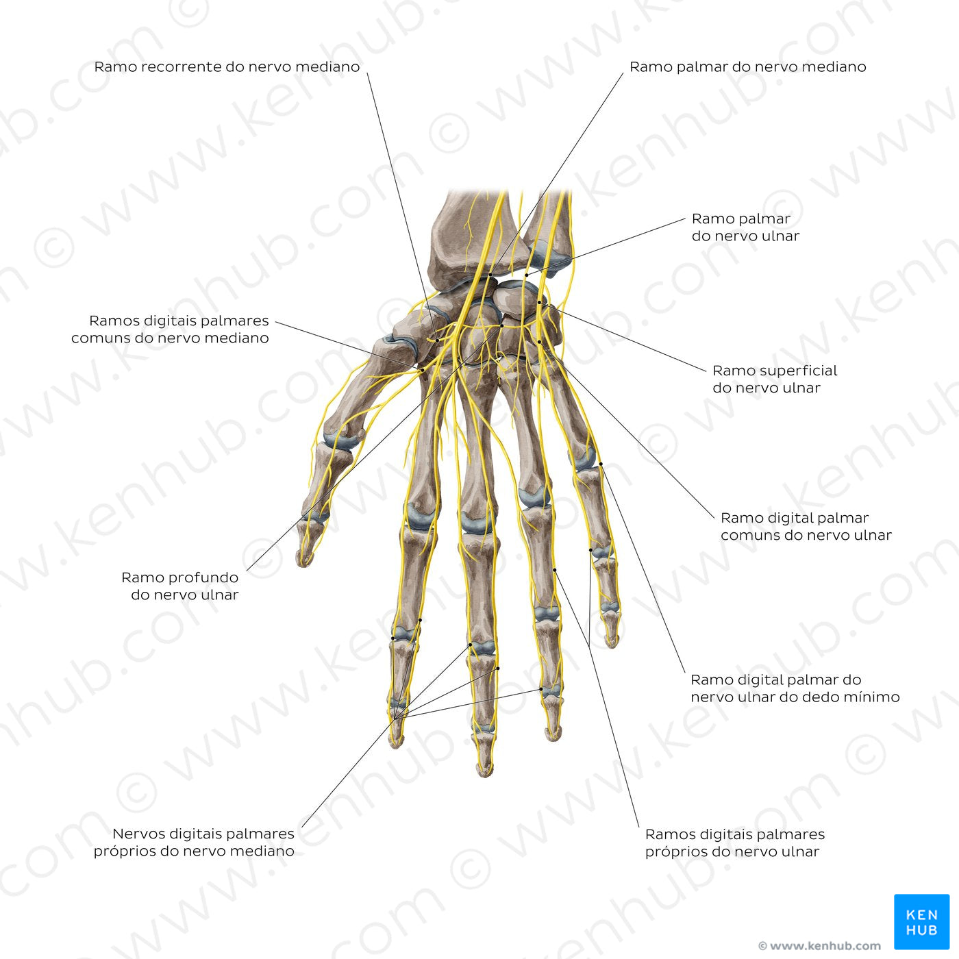 Nerves of the hand: Palmar view (Portuguese)