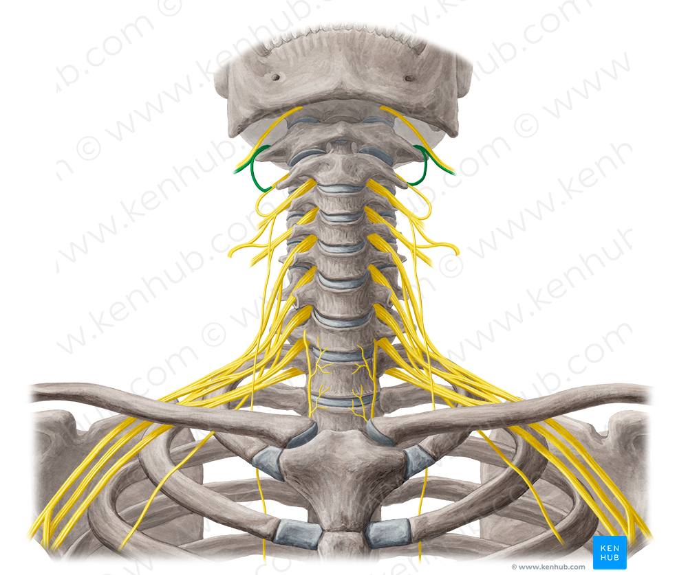 Spinal nerve C1 (#6752) – Kenhub Image License Store