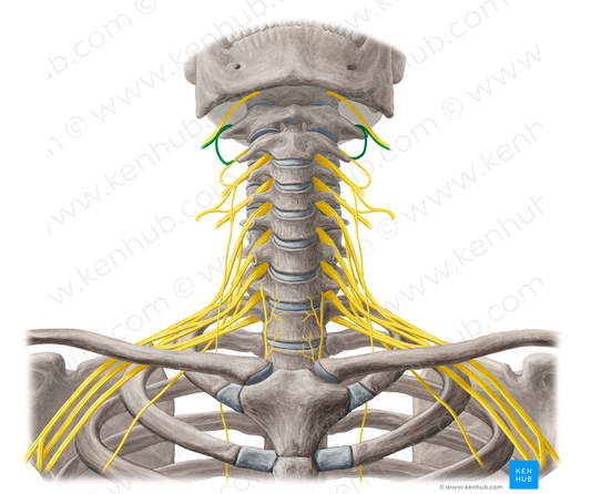 Spinal nerve C1 (#6752)