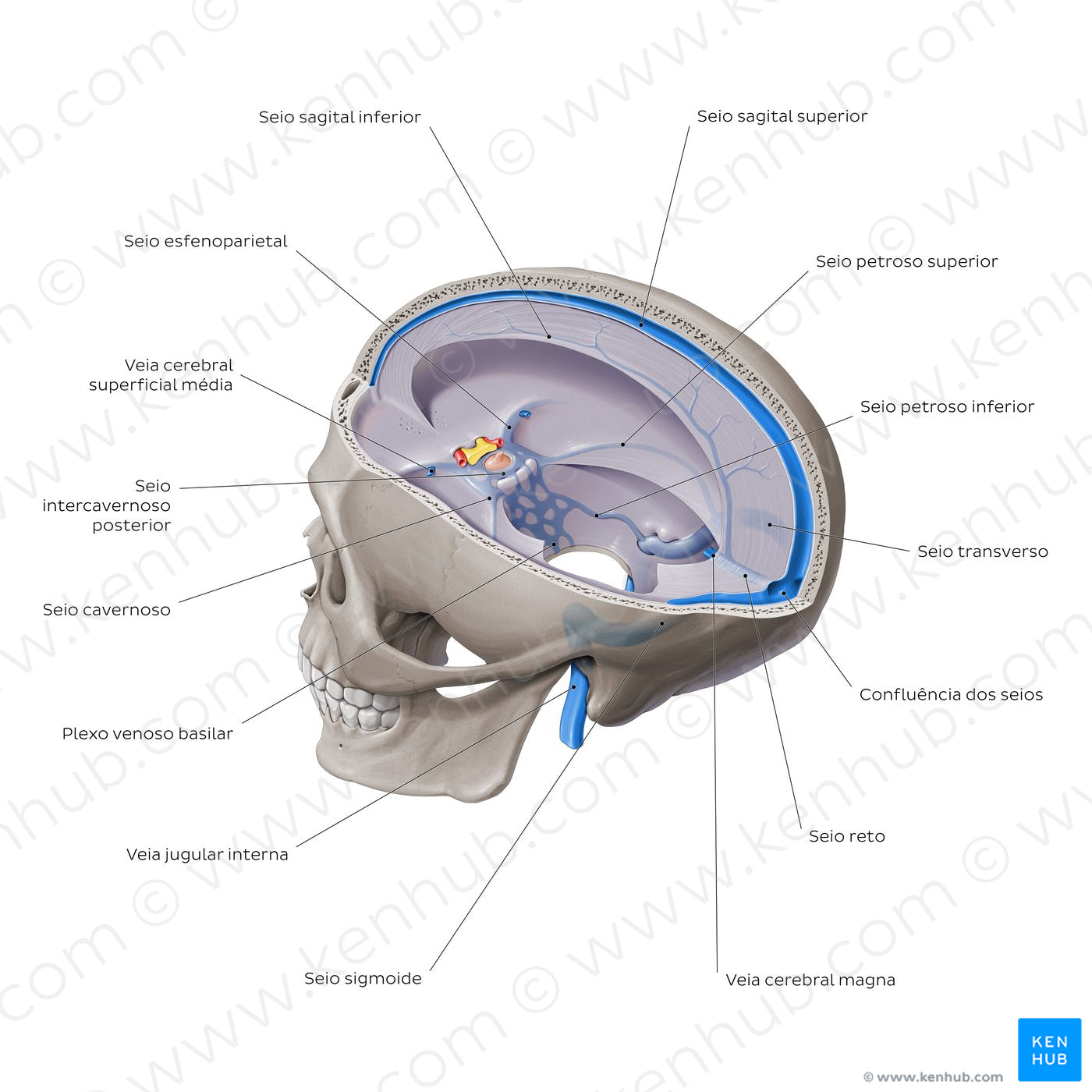 Dural venous sinuses - Sagittal section (Portuguese)