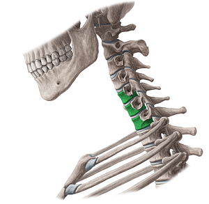 Bodies of vertebrae C5-C7 (#3017)