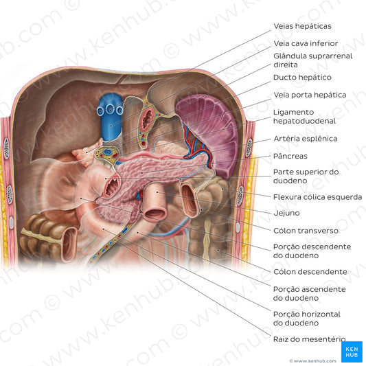 Pancreas in situ (Portuguese)